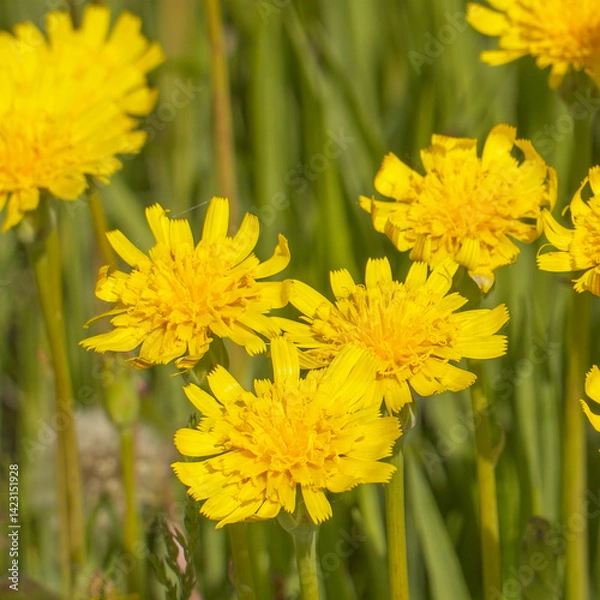 Obraz A clearing of bright yellow flowers in a green meadow