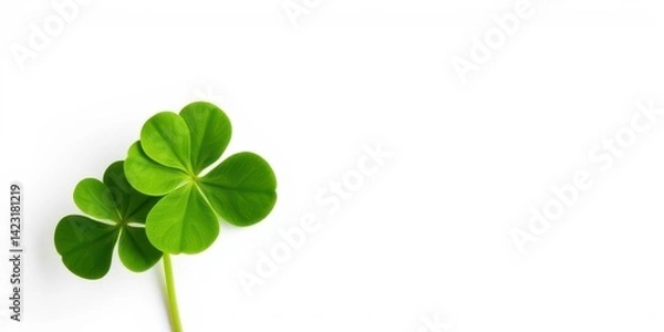 Fototapeta Four-leaf clover isolated on white background symbolizing luck and good fortune, nature, good fortune