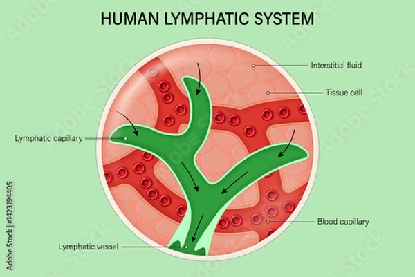 Fototapeta Human lymphatic system. Lymph capillaries in the tissue. Immune system.