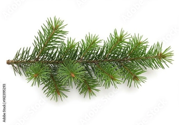 Fototapeta Close up of an evergreen branch with green needles isolated on a white background in studio light