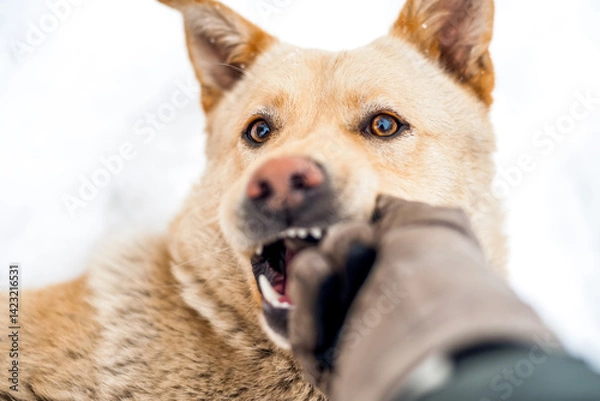Obraz homeless dog playing with stick at winter