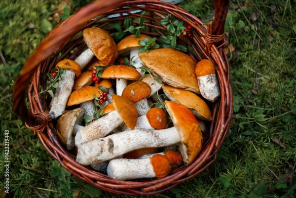Obraz A whole basket of aspen mushrooms. Baskets with autumn forest mushrooms.