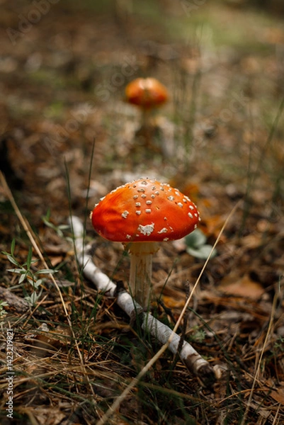Obraz Amanita muscaria, commonly known as the fly agaric or fly amanita. Toxic and hallucinogen mushroom Fly Agaric in grass on autumn forest background. Macro close up in natural environment.