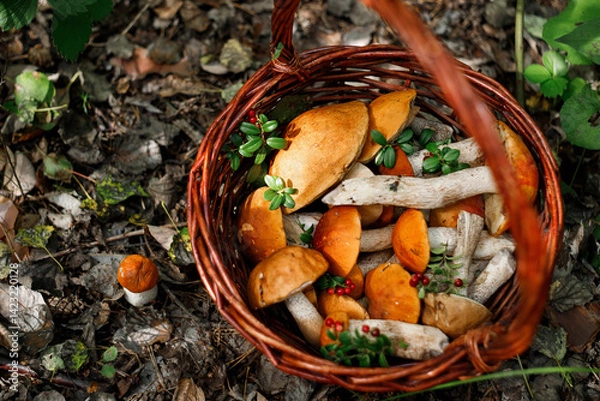 Obraz A whole basket of aspen mushrooms. Baskets with autumn forest mushrooms.