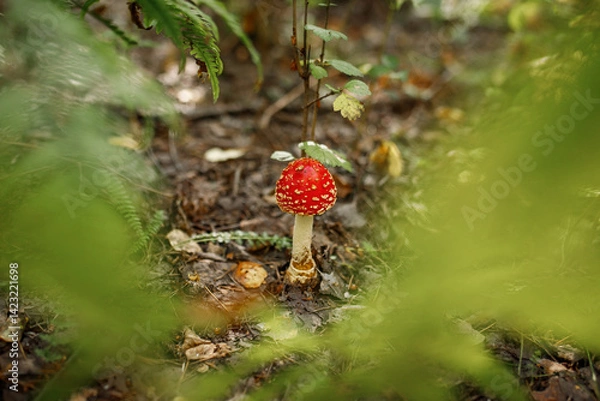 Obraz Amanita muscaria, commonly known as the fly agaric or fly amanita. Toxic and hallucinogen mushroom Fly Agaric in grass on autumn forest background. Macro close up in natural environment.