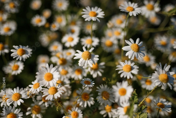 Obraz Beautiful daisies on green field, top view, selective focus