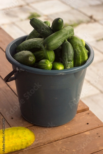 Fototapeta Freshly picked cucumbers in a bucket