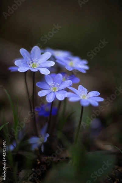Obraz First spring flowers. Anemone hepatica (Hepatica nobilis), common hepatica, species of flowering plant in buttercup family Ranunculaceae
