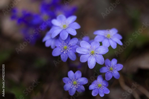 Obraz First spring flowers. Anemone hepatica (Hepatica nobilis), common hepatica, species of flowering plant in buttercup family Ranunculaceae