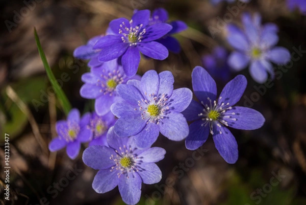 Obraz First spring flowers. Anemone hepatica (Hepatica nobilis), common hepatica, species of flowering plant in buttercup family Ranunculaceae