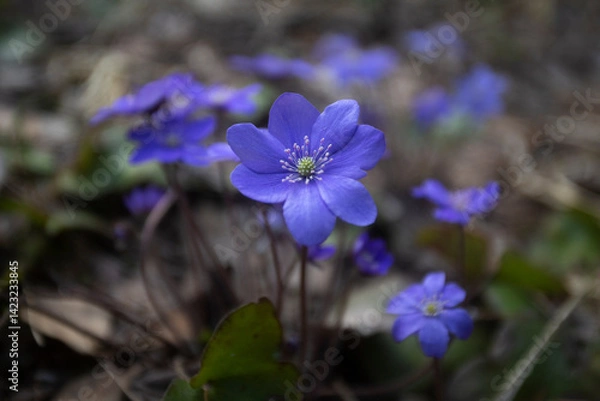 Obraz First spring flowers. Anemone hepatica (Hepatica nobilis), common hepatica, species of flowering plant in buttercup family Ranunculaceae