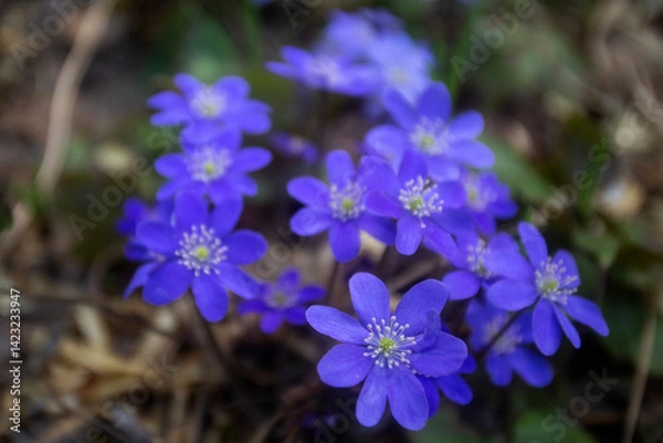 Obraz First spring flowers. Anemone hepatica (Hepatica nobilis), common hepatica, species of flowering plant in buttercup family Ranunculaceae