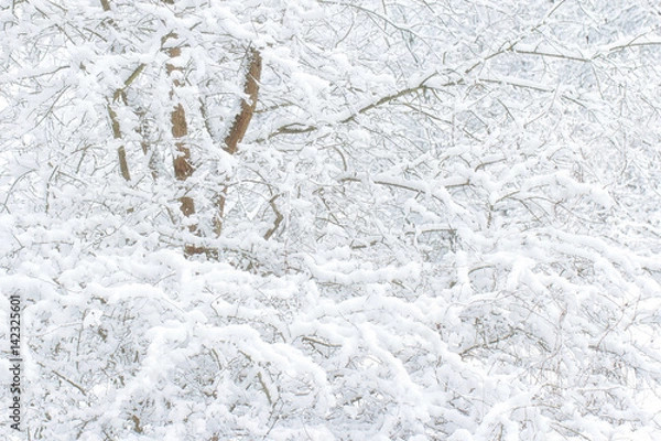 Obraz White tree background