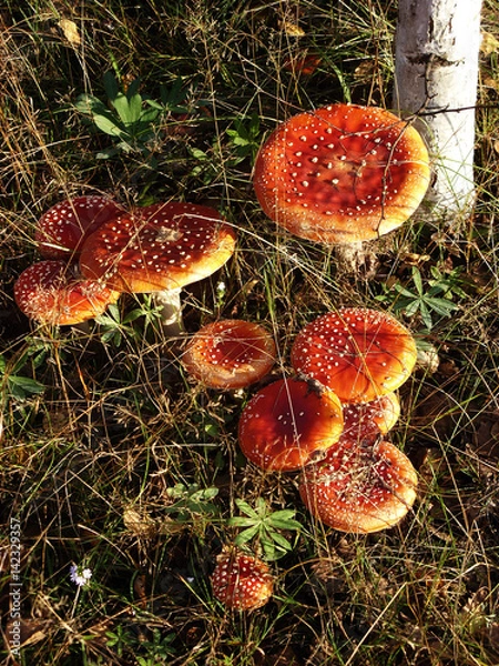 Obraz Under birches there are many poisonous mushrooms of red fly Amanita