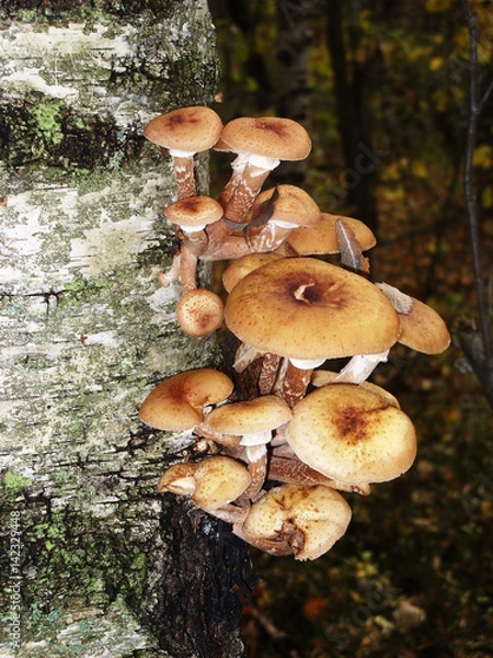Obraz A lot of edible mushrooms grow on the trunk of a birch tree