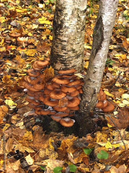 Obraz A lot of edible mushrooms grow on the trunk of a birch tree