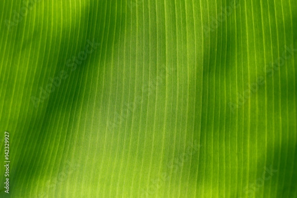 Fototapeta banana leaves pattern 