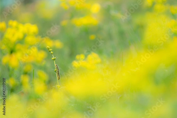 Fototapeta The six spot burnet caterpillar, fine art portrait in the spring season (Zygaena filipendulae)