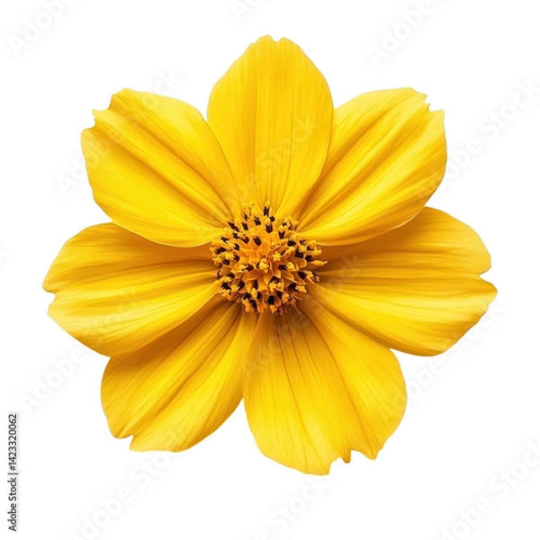 Obraz Vibrant yellow flower blooming in nature captured in a close-up bright environment