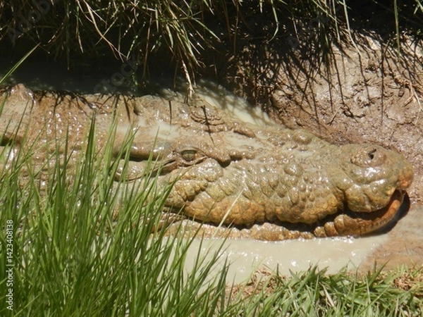 Fototapeta A close-up shot of the head of a saltwater crocodile, which rests on a muddy bank with some grasses. His eye is open but his mouth is closed.