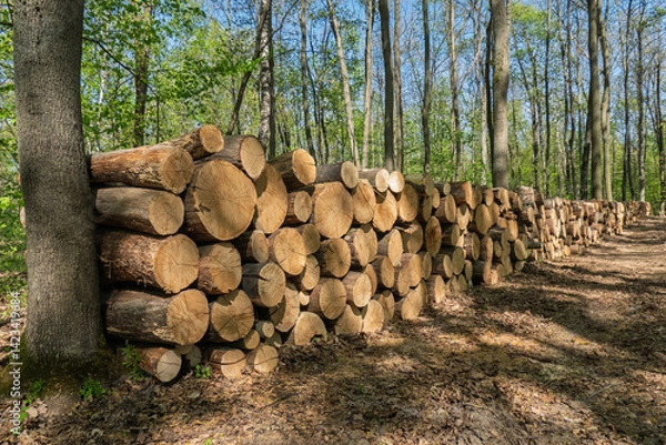 Fototapeta Stacked logs in sunlit forest during spring