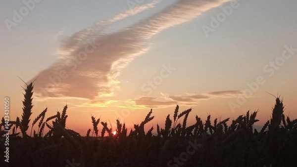 Fototapeta Golden wheat field at sunset with a beautiful sky and clouds in the background