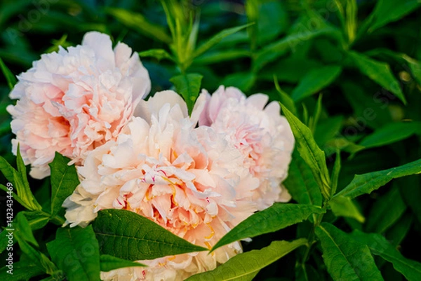Fototapeta beautiful delicate flower peony rose grows in nature against the background of green leaves with iridescent light for artistic purposes,
