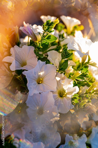 Fototapeta beautiful delicate white garden flowers cover the entire background, background with white flowers, reflections of light and slight blur for artistic purposes