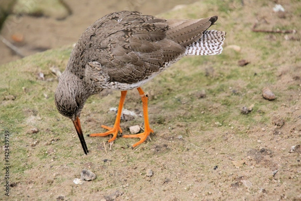 Obraz A close up of a Red Shank