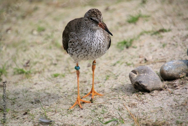 Obraz A close up of a Red Shank