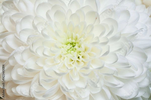 Obraz A breathtaking close-up of a pristine white chrysanthemum flower in full bloom.