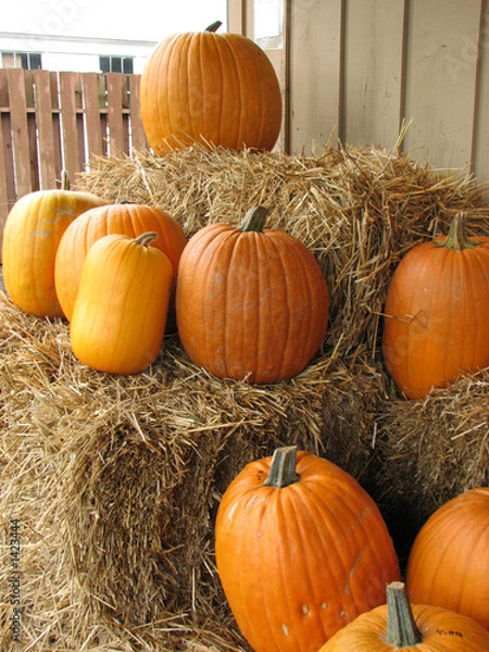 Obraz halloween pumpkins2