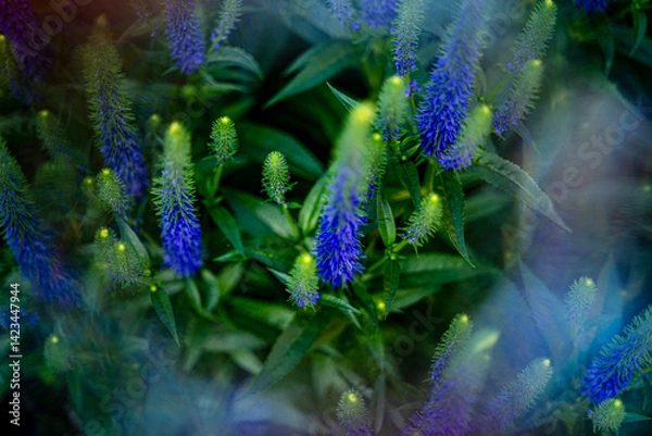 Fototapeta beautiful purple blue flower full frame with sharp petals on green background growing in nature with light reflections for artistic purposes