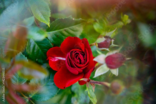 Fototapeta beautiful juicy dark red strict, sexy rose grows in nature against the background of green leaves, with the addition of glare and bokeh, slight blur, red rose bud on a bush
