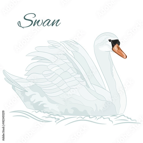 Obraz White swan bird floats in the water watercolor vintage on a white background vector illustration editable hand draw