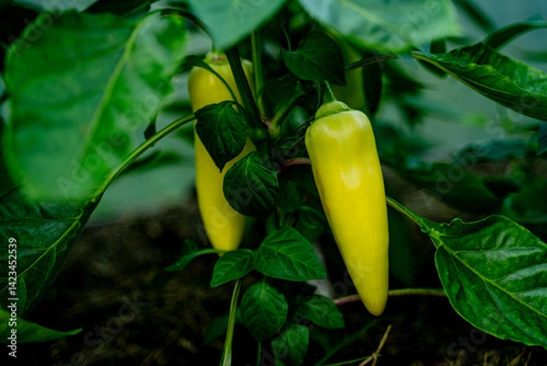 Fototapeta bright juicy sweet peppers, yellow peppers hanging on a wicker fence in a greenhouse, growing crops, gardening and plant care