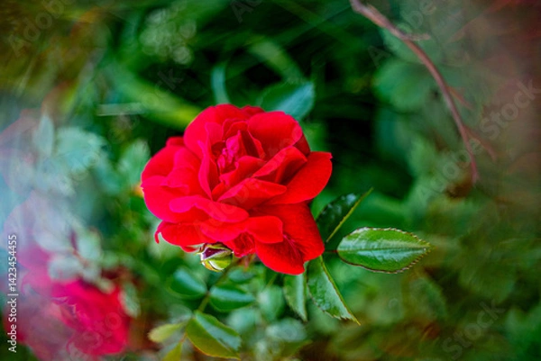 Fototapeta beautiful juicy dark red strict, sexy rose grows in nature against the background of green leaves, with the addition of glare and bokeh, slight blur, red rose bud on a bush