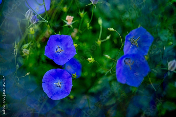 Fototapeta beautiful violet blue bell flower in the middle of the frame with sharp petals on a green background growing in wildlife with reflections of light for artistic purposes