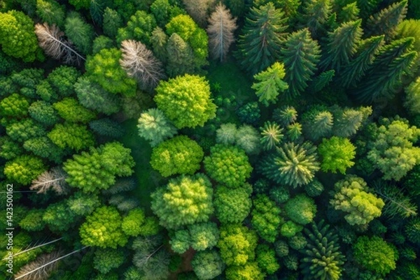 Fototapeta Nature Background, Forest, Trees And Grass