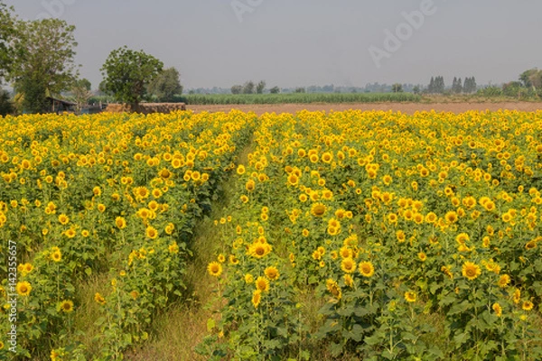 Fototapeta sunflower