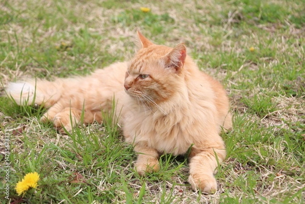 Obraz 茶トラ野良猫