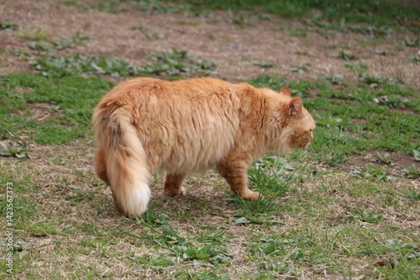 Obraz 茶トラ野良猫