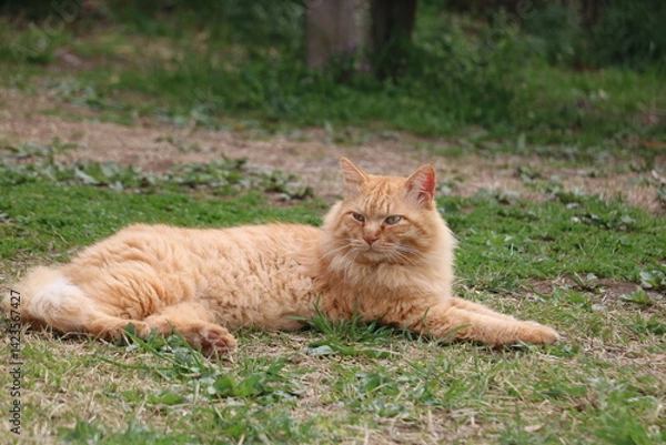 Obraz 茶トラ野良猫