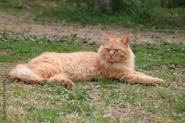 Obraz 茶トラ野良猫