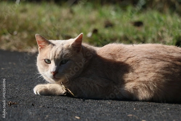 Obraz 茶トラ野良猫