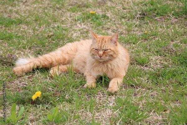 Obraz 茶トラ野良猫