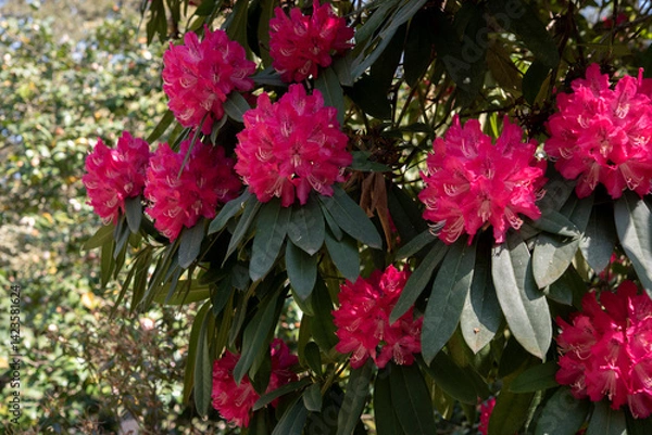 Obraz Rhododendron is a very large genus of about 1.024 species of woody plants and in the heath family Ericaceae. Springtime red blooming.