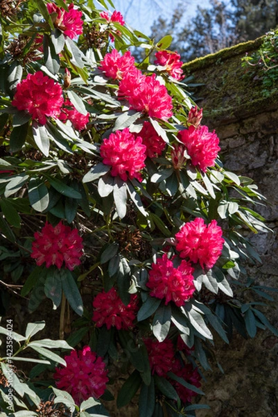 Obraz Rhododendron is a very large genus of about 1.024 species of woody plants and in the heath family Ericaceae. Springtime red blooming.