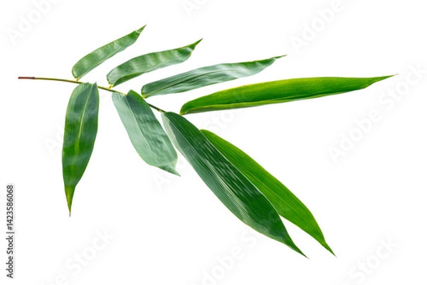 Obraz Green bamboo leaf isolated on white background