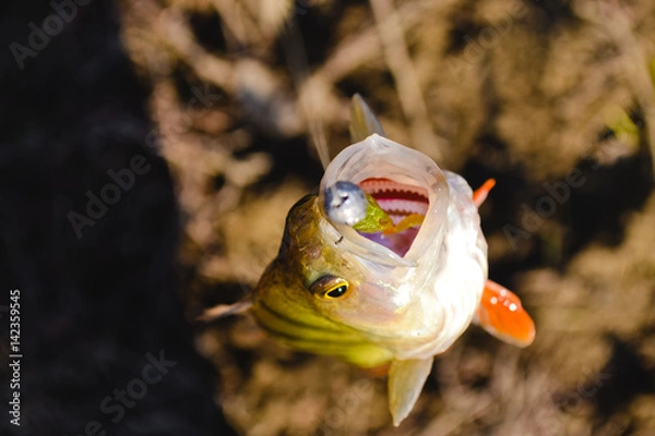 Fototapeta perch in hands